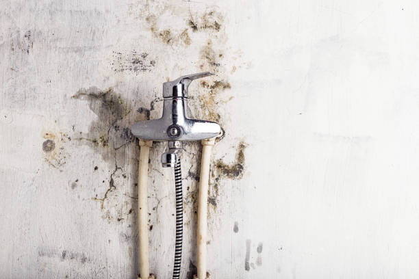 Best Black Mold Removal  in Normal, IL