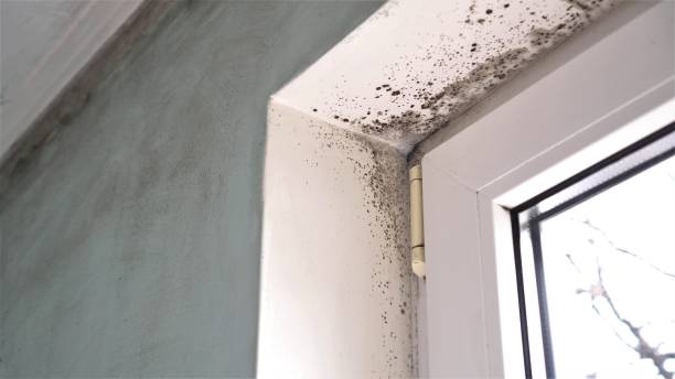 Certified Mold Removal in Normal, IL