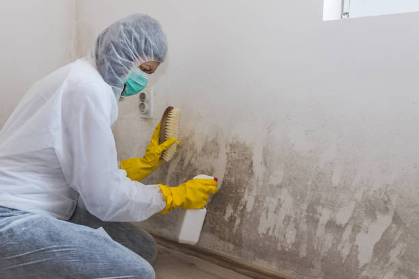 Attic Mold Removal in Normal, IL