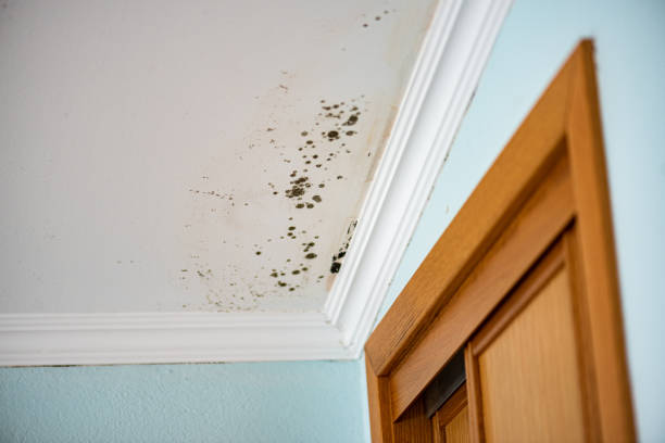 Professional Mold Removal in Normal, IL