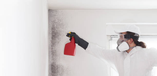 Crawl Space Mold Removal in Normal, IL