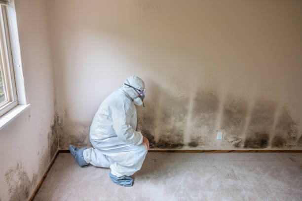Best Professional Mold Removal  in Normal, IL
