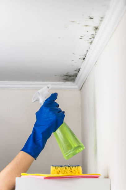 Best Emergency Mold Removal  in Normal, IL